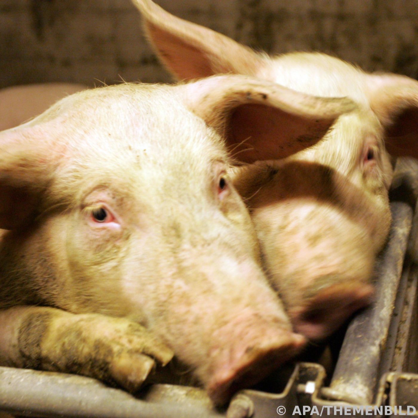 schweinefleisch ohne tierwohl bleibt in österreich die norm