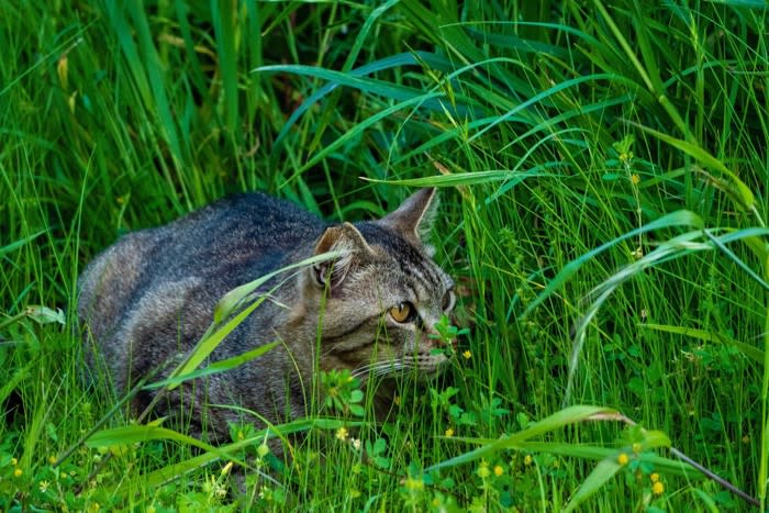 猫を遊ばせるタイミングや時間は？ 毎日のルーティンにしたいプレイタイムのアイデア