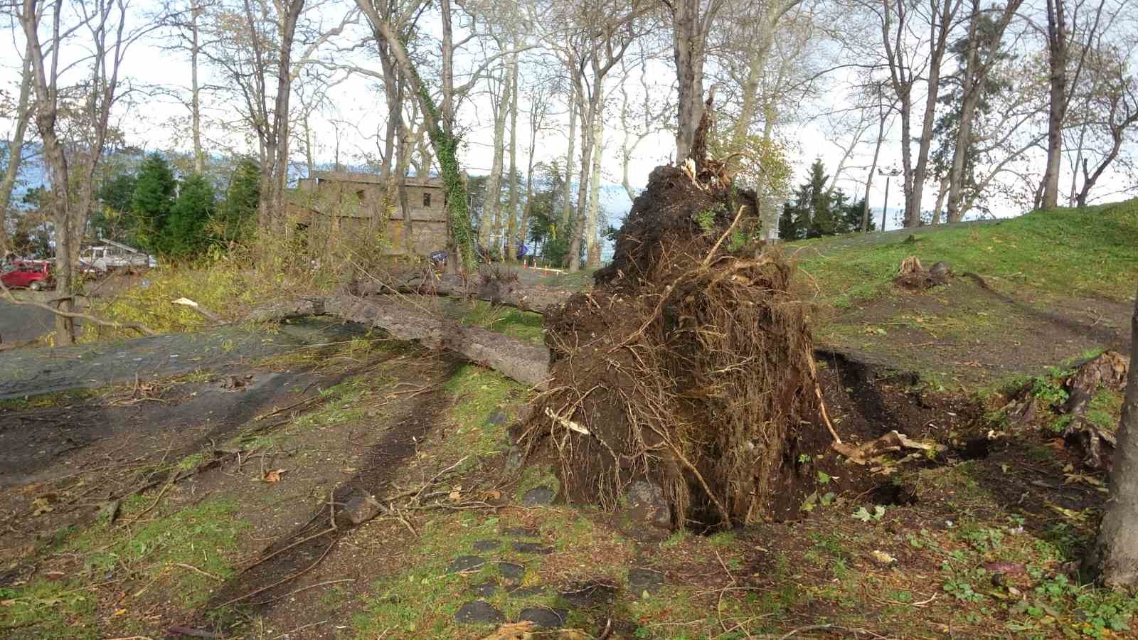 şiddetli fırtına asırlık ağaçları kökünden söküp devirdi