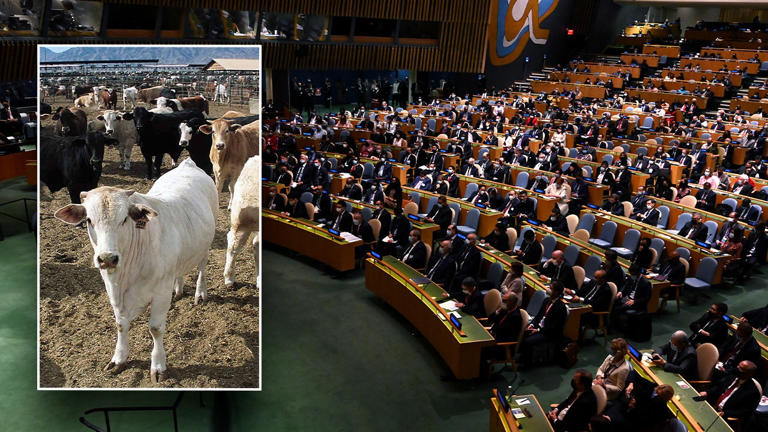 The U.N.'s Food & Agriculture Organization will publish its first-ever global food systems’ road map during an upcoming COP28 session, which is expected to recommend nations that "over-consume meat" to limit their consumption as part of a broader effort to reduce greenhouse gas emissions. Getty Images