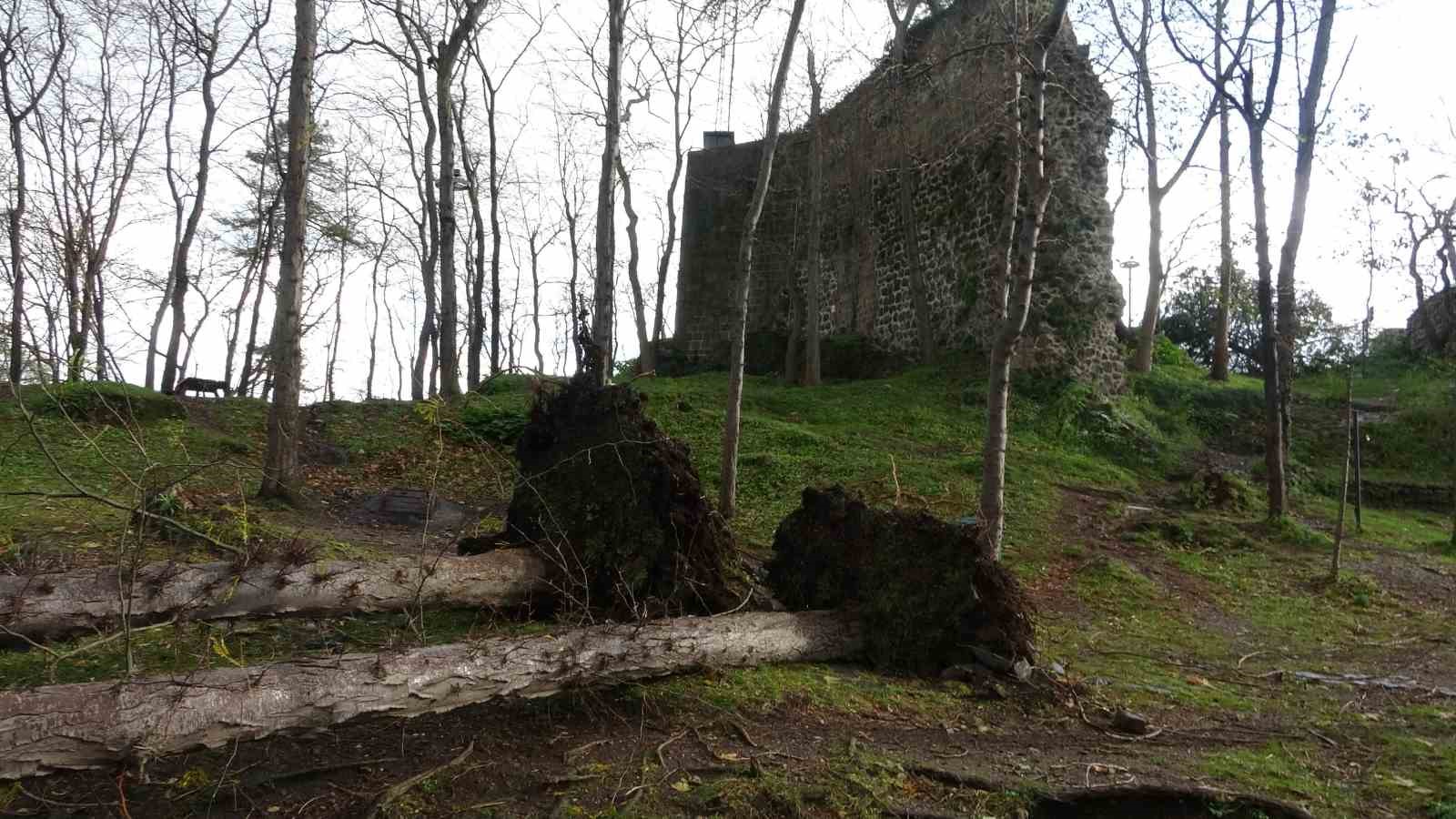 şiddetli fırtına asırlık ağaçları kökünden söküp devirdi