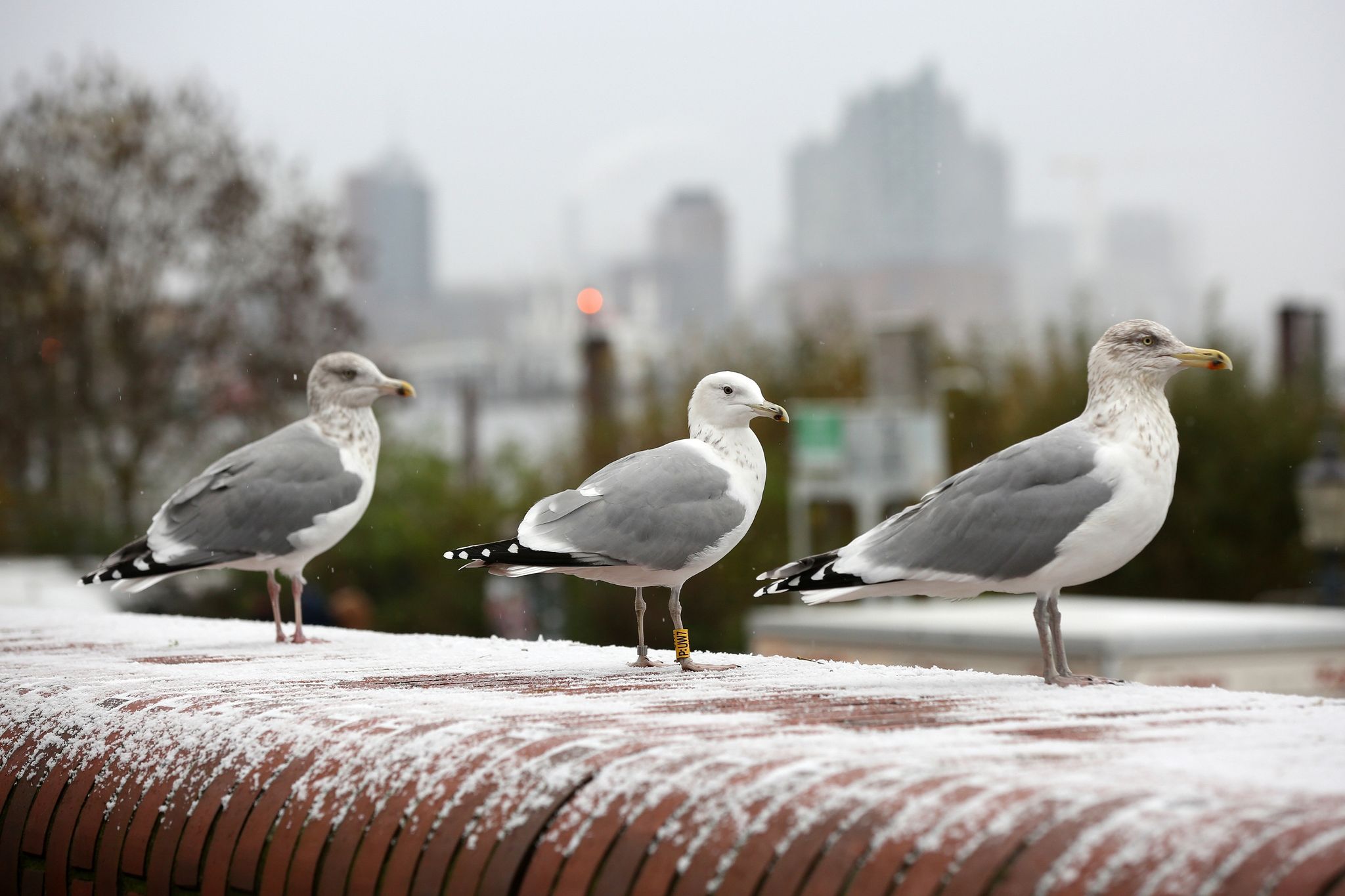 schneeschauer und leichter dauerfrost im norden