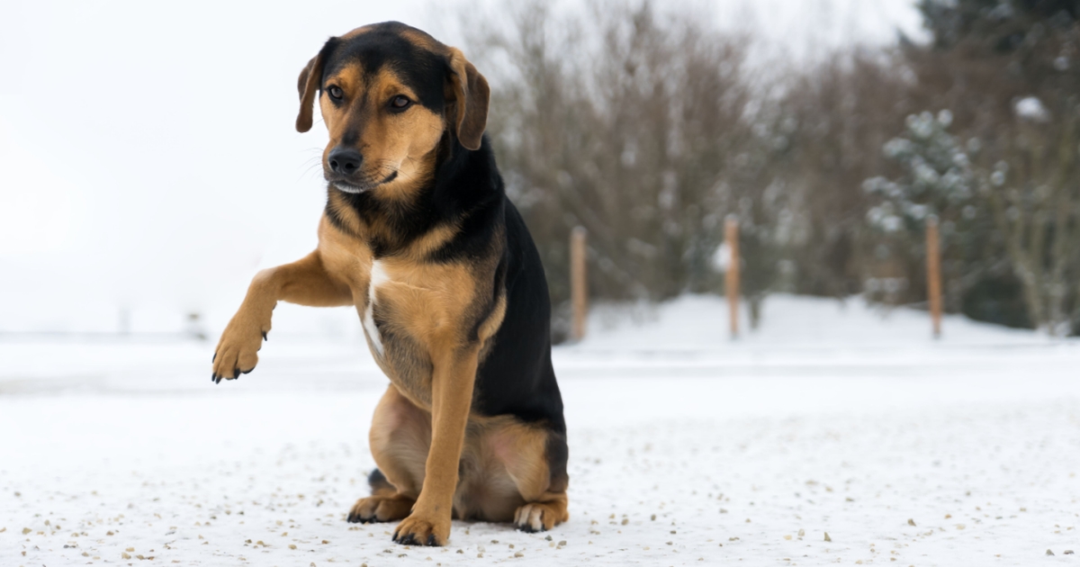 dyrenes beskyttelse advarer: det beskytter mennesker, men kan blive smertefuldt for hunde