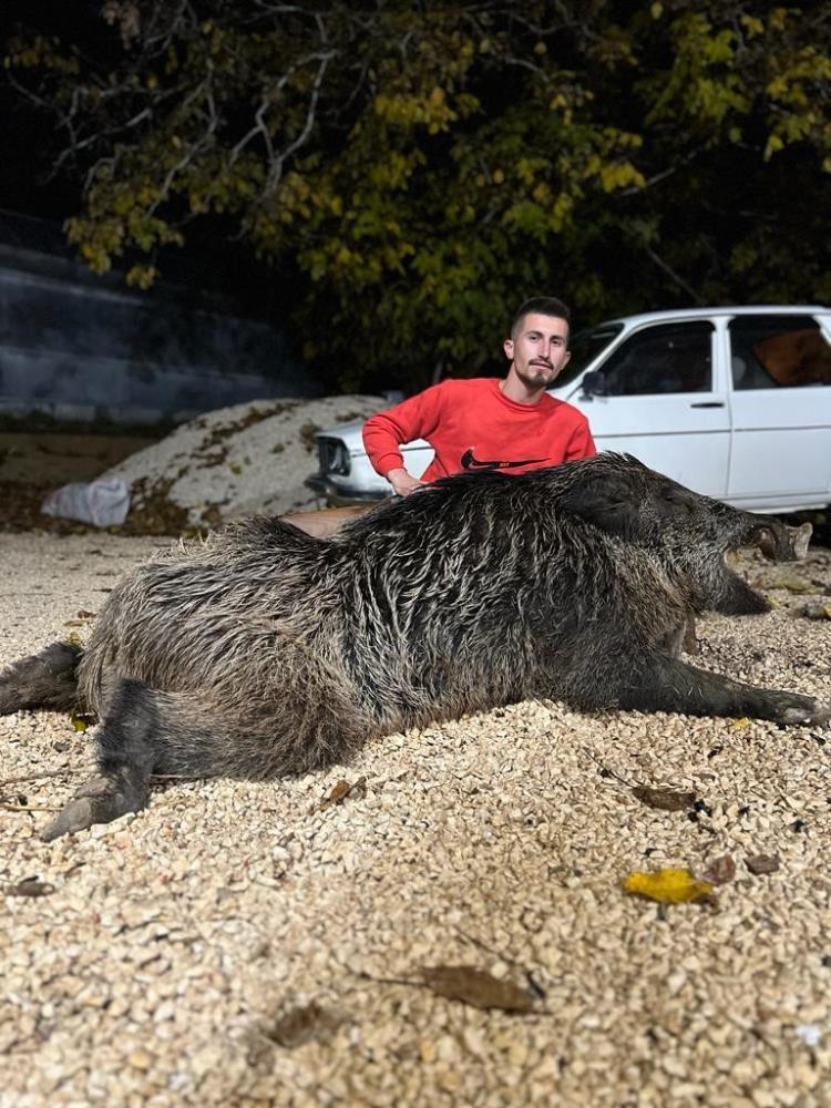 çiftçinin 7 yıllık öfkesi! her gece bekliyordu, 400 kiloluk 'hasmını' tüfekle öldürdü