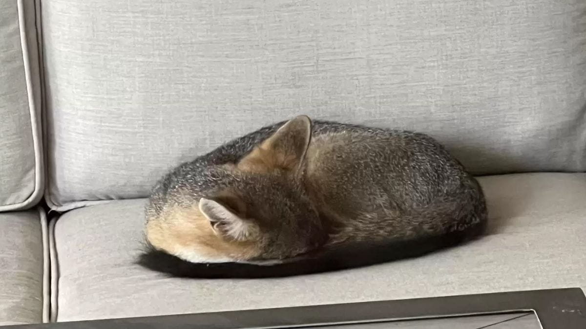 sul divano, trova quello che sembra essere un gatto: quando l'animale alza la testa, non ci crede