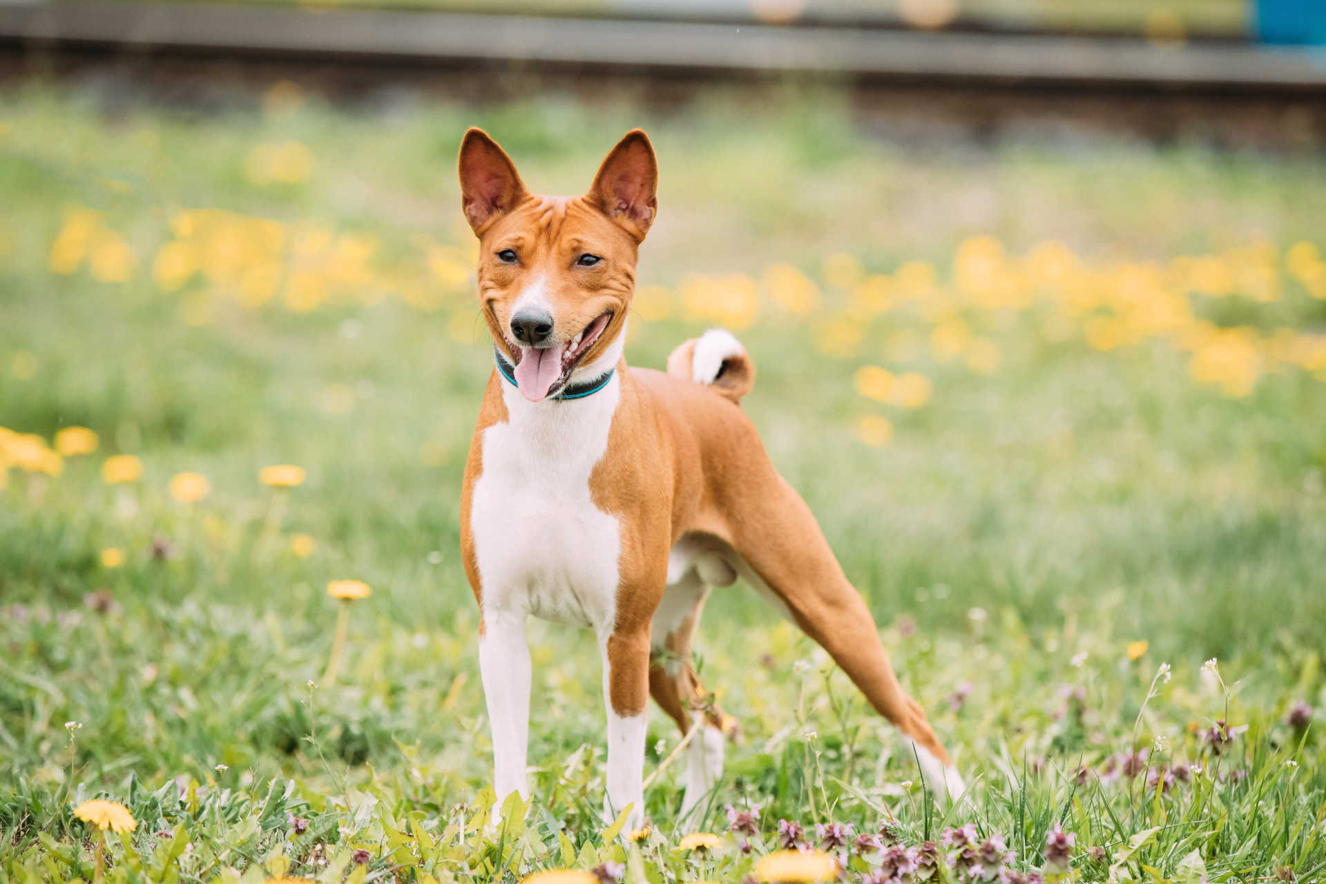 How does your dog score in this breed intelligence ranking?