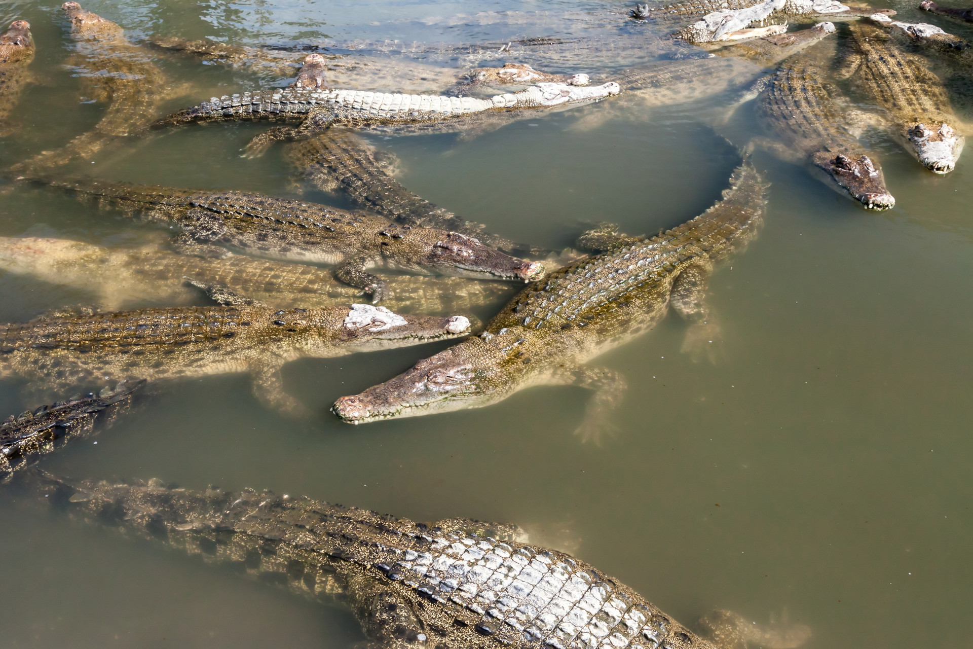 Be careful at Oniyama Jigoku! As its name suggests, this spring is home to crocodiles and other animals, like snakes!<p>You may also like:<a href="https://www.starsinsider.com/n/418144?utm_source=msn.com&utm_medium=display&utm_campaign=referral_description&utm_content=183441v2en-ae"> Lizzo: The defining star of the moment</a></p>
