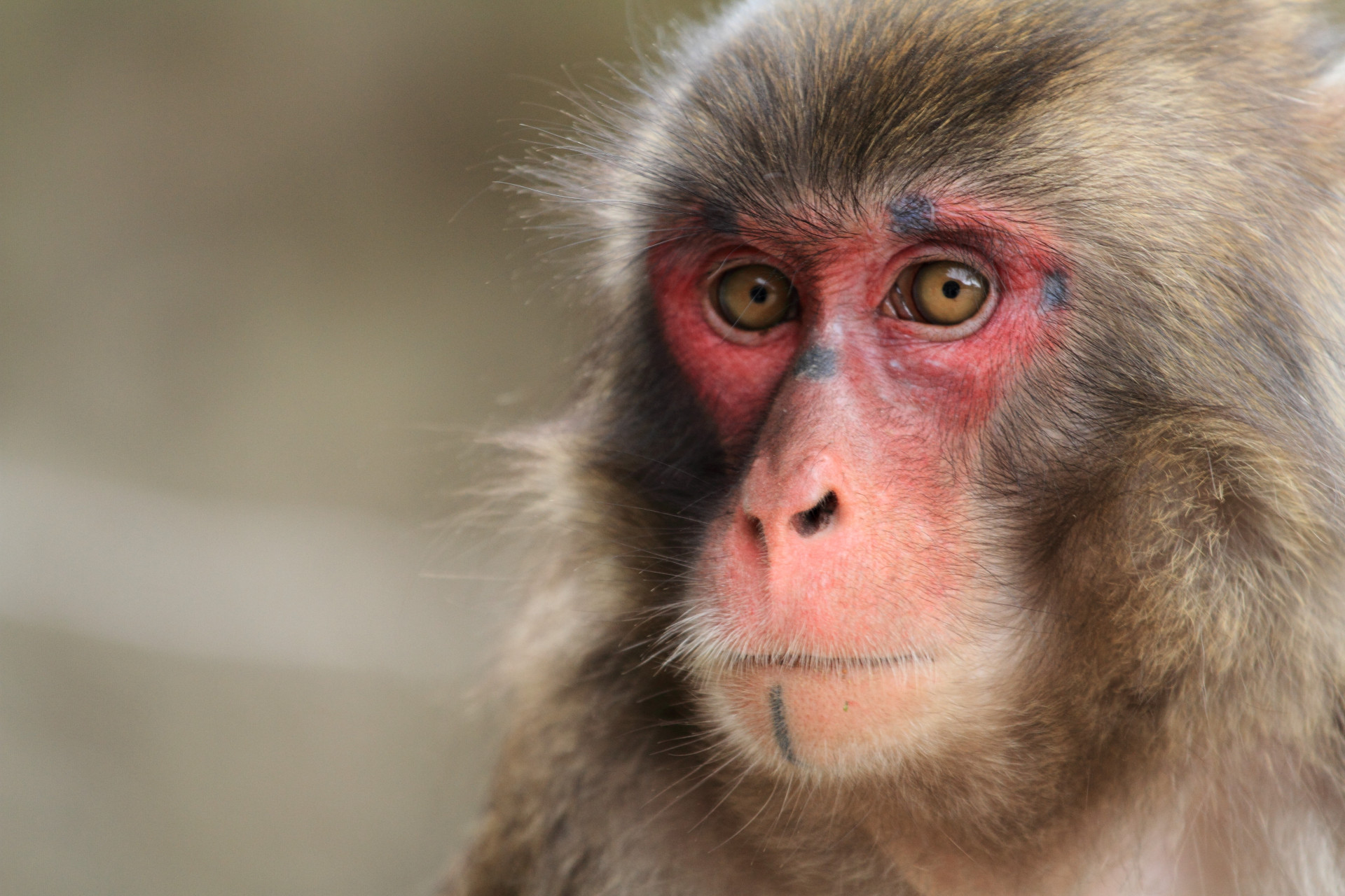Takasakiyama Monkey Park is quite popular and is home to most of the wild Japanese macaques.