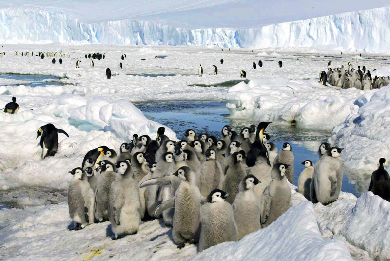 na antarktidě jsou první případy ptačí chřipky, vědci se bojí přenosu na tučňáky