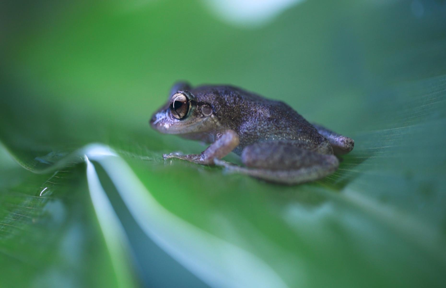 <p>When night falls in Puerto Rico, the territory's mountains and forests ring with the mating calls of thousands of coquí tree frogs. Named after their distinctive, uplifting song, which sounds like “Co-Kee! Co-Kee!”, the amphibians inhabited the archipelago long before the indigenous Taíno people immortalized their image in petroglyphs thousands of years ago. The coquí remains a much-loved cultural symbol for Puerto Ricans today, with the little frogs’ image found on everything from pottery to postcards.</p>