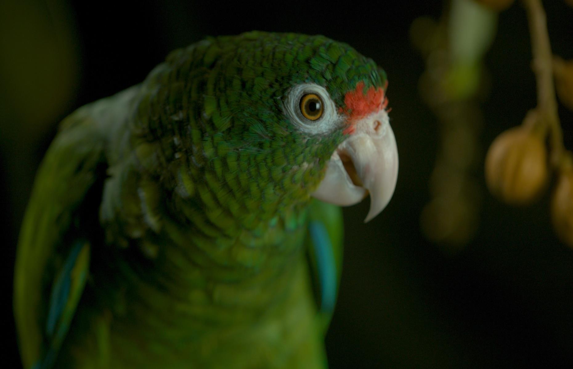 <p>It’s estimated around one million Puerto Rican parrots inhabited the archipelago at the beginning of the sixteenth century, but the arrival of Spanish colonists took its toll and by 1975, just 13 remained. The Puerto Rican Parrot Recovery Plan has helped bring them back from the brink, and despite the devastation caused by Hurricanes Maria and Irma in 2017, there are now an estimated 250 of these endangered endemic parrots in the forests of Maricao, El Yunque, and Río Abajo.</p>
