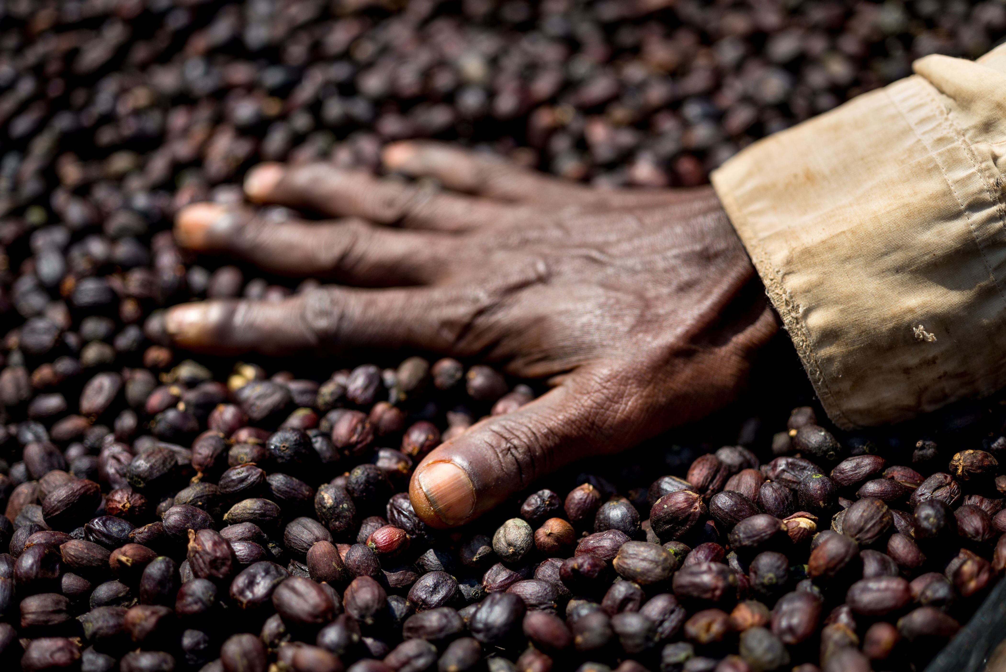 Как вырастить кофейные зерна. Йемен кофе плантации. Плантации кофе в Африке. Эфиопия плантации какао. Кофейные плантации в Бразилии.
