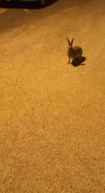şehir merkezine inen ayı ve yaban tavşanı kamerada