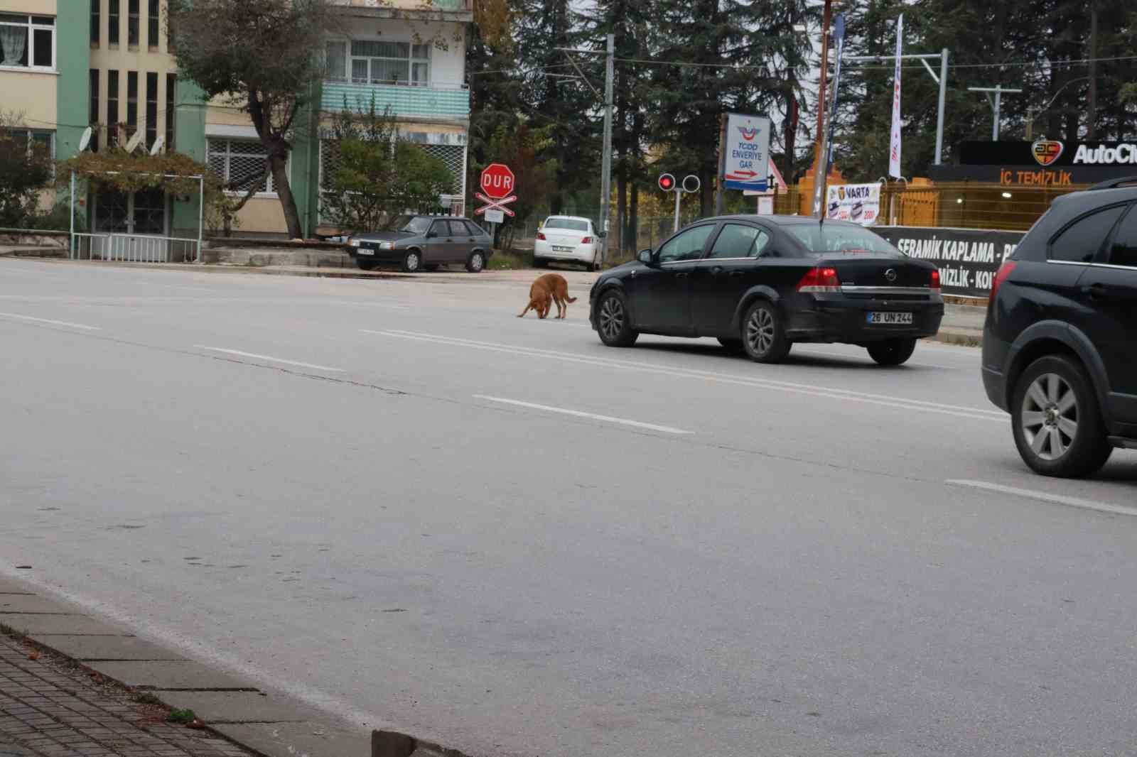 yol ortasında bekleyen köpek sürücülere zor anlar yaşattı