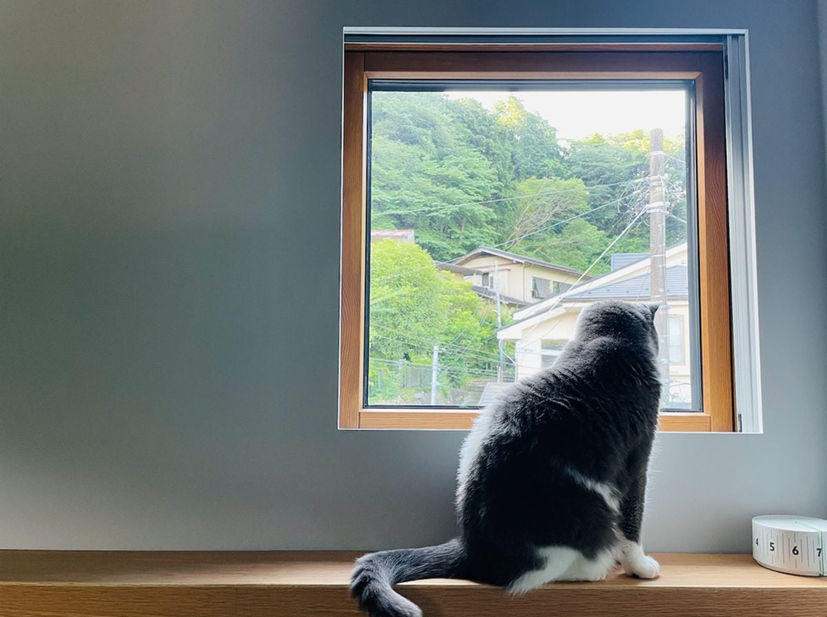 猫と暮らす家 〜窓から見えるのは…〜