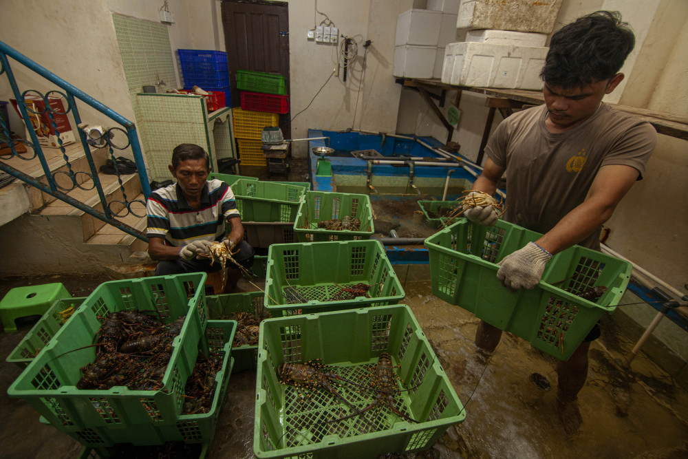 ekspor lobster laut di sumbar lesu
