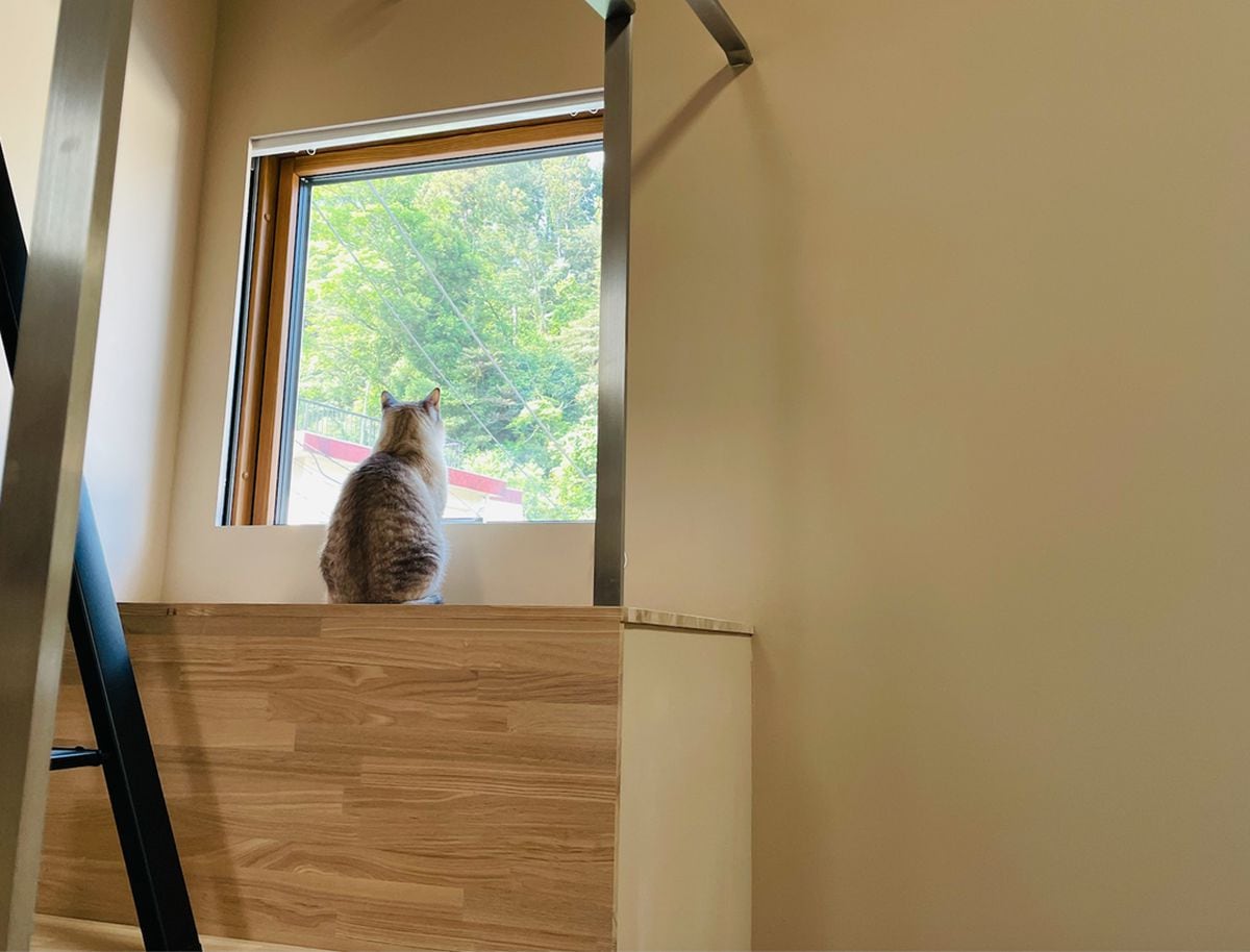 猫と暮らす家 〜窓から見えるのは…〜