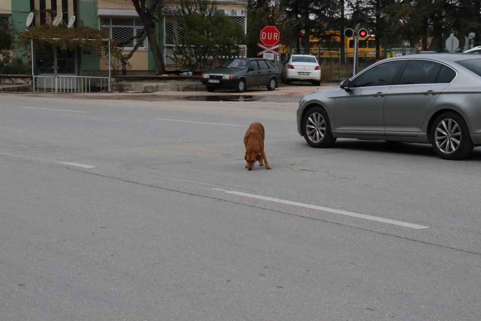 yol ortasında bekleyen köpek sürücülere zor anlar yaşattı