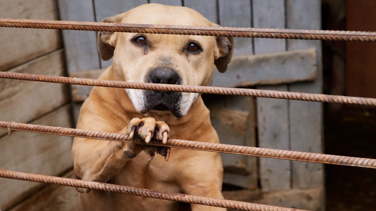 queste sono le 10 razze di cani ad essere abbandonate più spesso