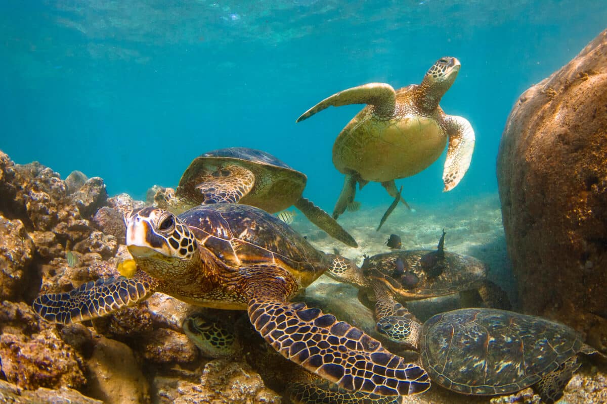 turtle travel tag