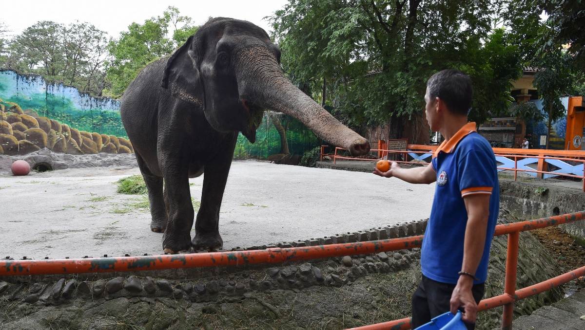 el elefante 'más triste del mundo' muere en el zoológico de manila; vivió sólo toda su vida