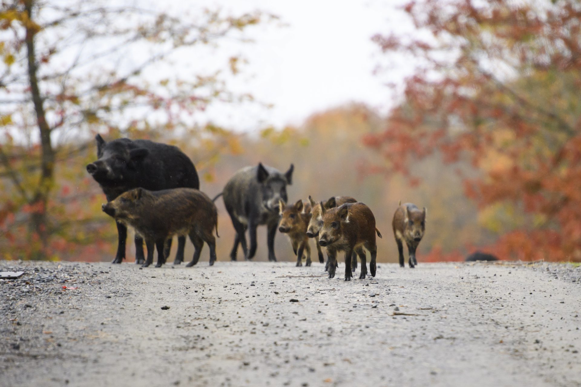 A Canadian Plague Of Invasive Wild Pigs Is Threatening To Infest The US   AA1kISCd.img