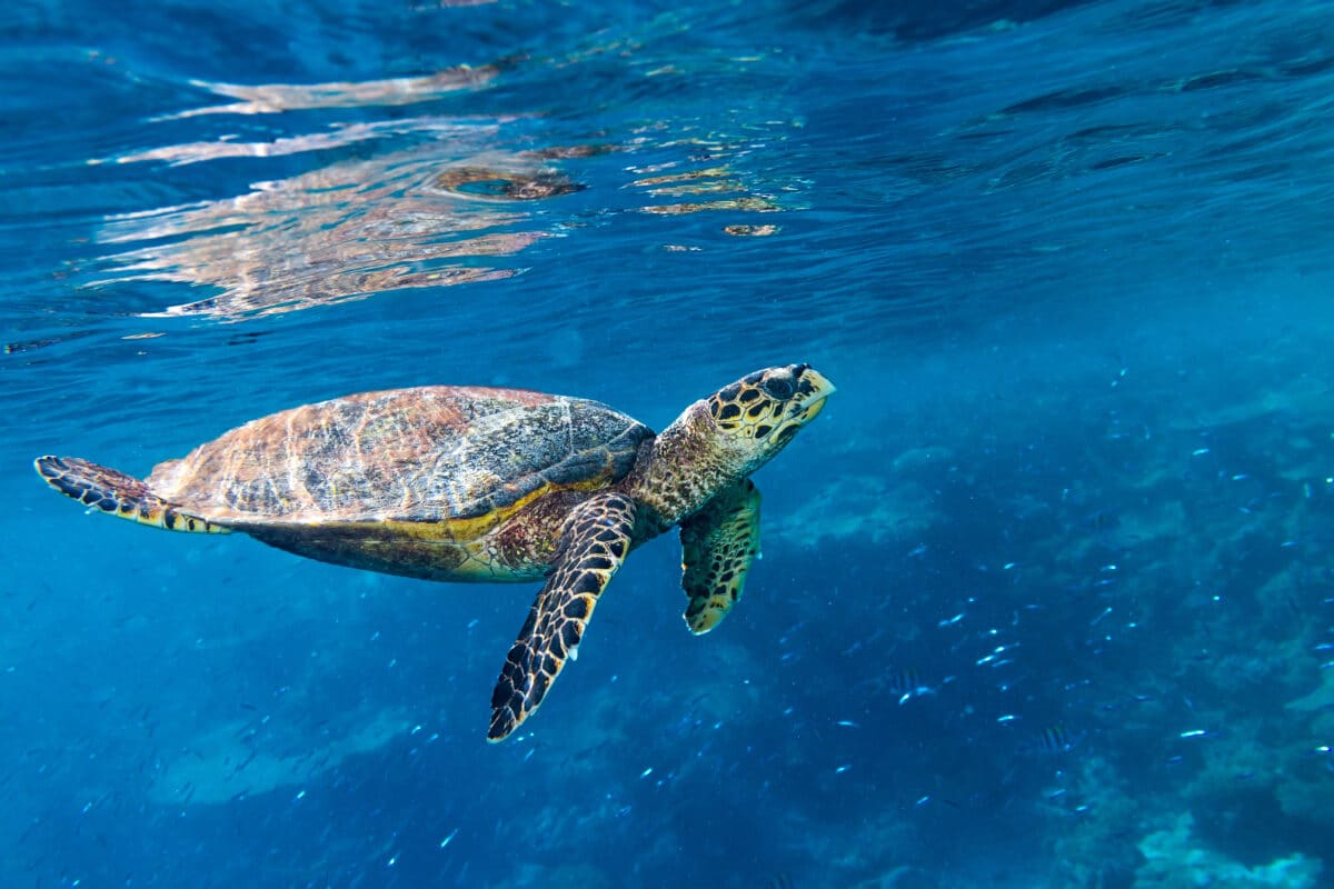 hawksbill sea turtle dive swim in the deep blue ocean in front of tropical coral reef background