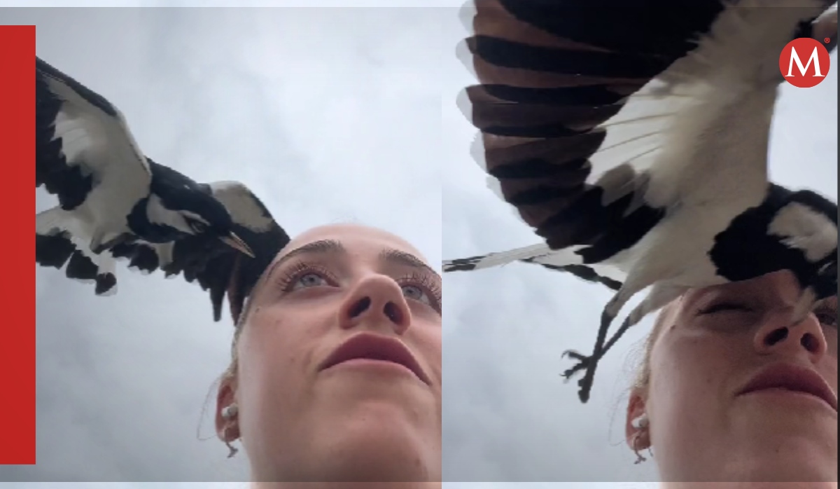 influencer sufre peligroso “ataque” de un ave y se hace viral; “pudo perder el ojo” |video