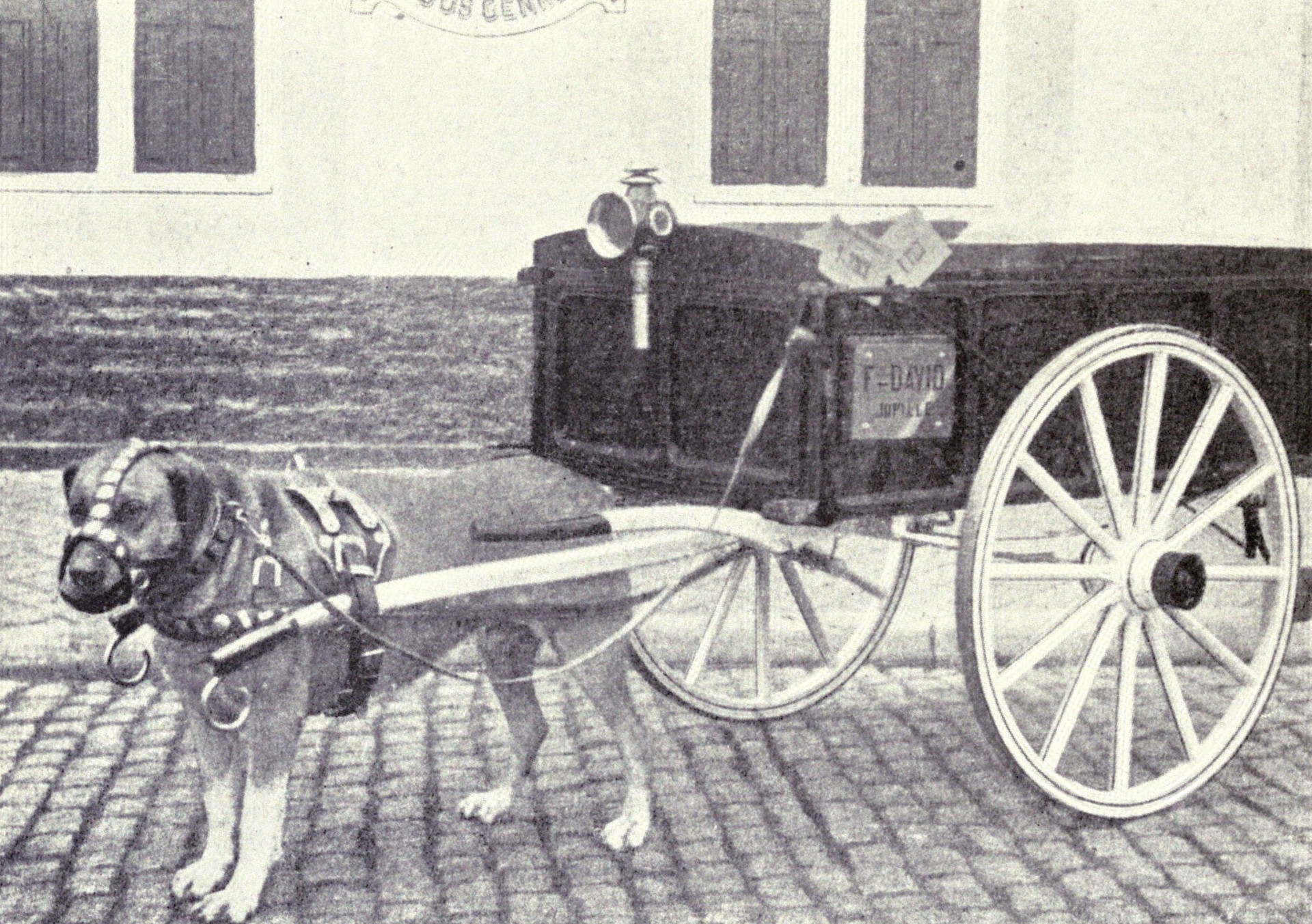 Extinct dog breeds you never knew existed