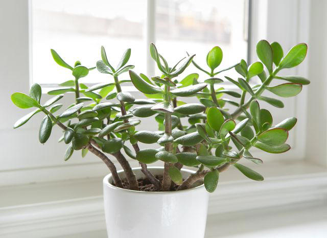 27 Common Houseplants That Are Popular for a Reason