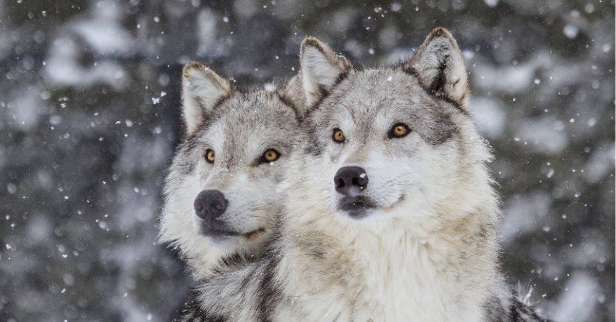 How Many Wolves Live in Yellowstone National Park?