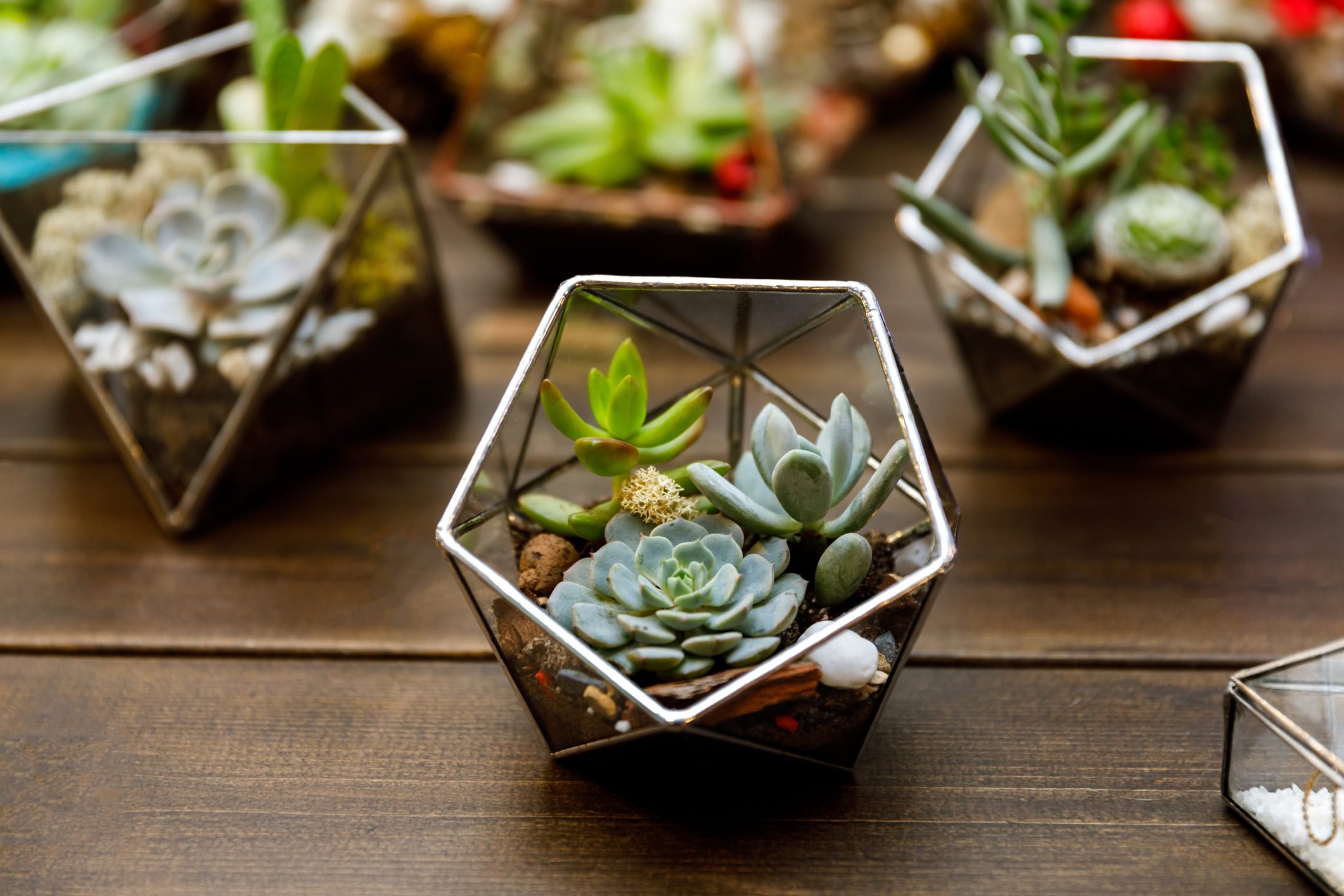 The Hottest Houseplant Trends To Watch In 2024   AA1kKllx.img