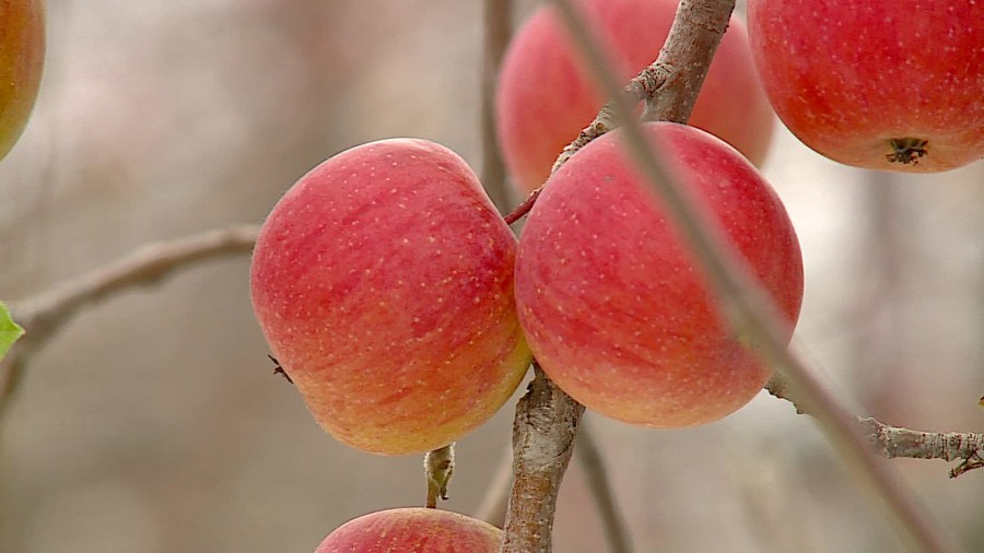 here’s why michigan orchards are leaving apples on trees