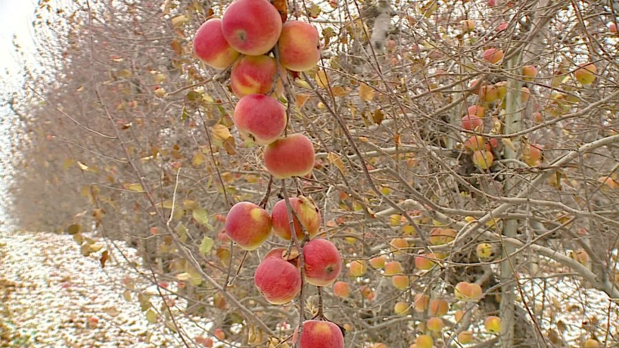 here’s why michigan orchards are leaving apples on trees