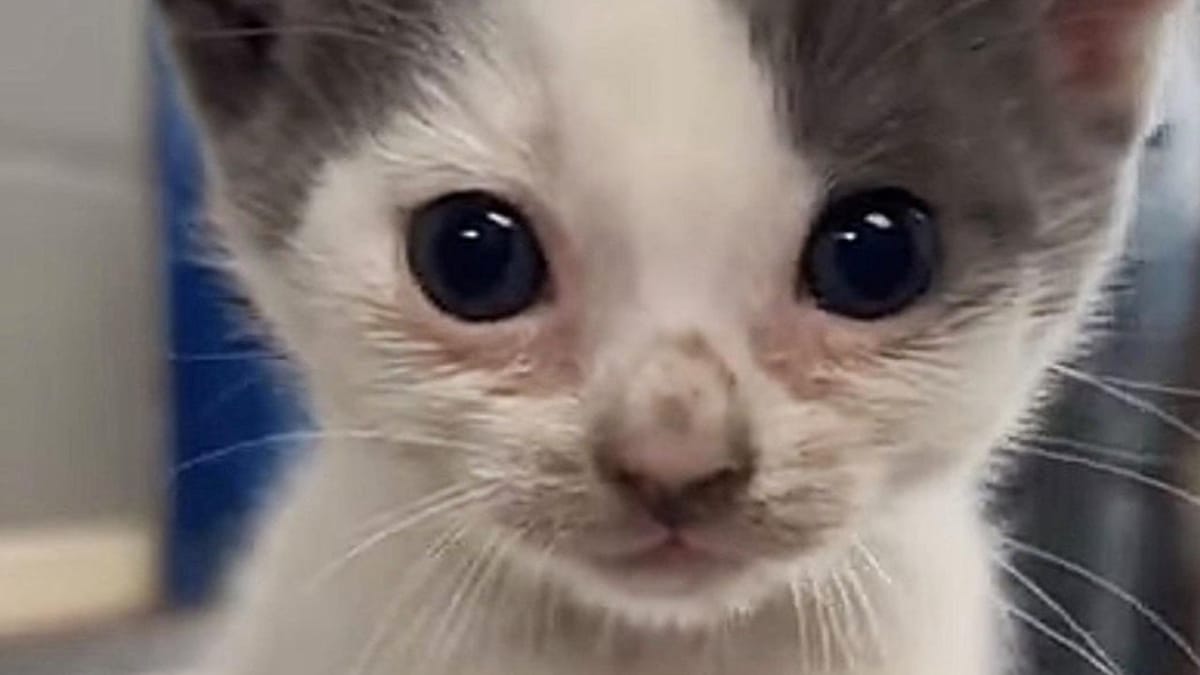 gatta dà alla luce un'unica gattina: le sue zampe sembrano mani umane (video)