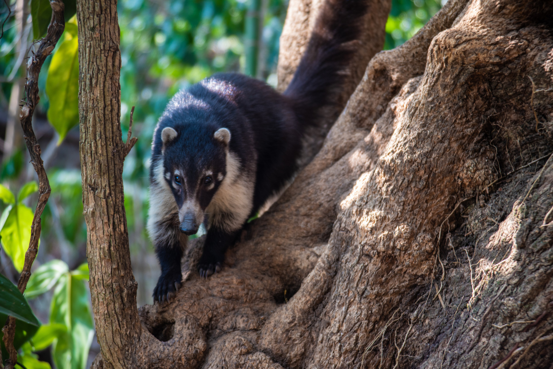 <p>Atitlán Natural Reserve is just a half hour drive from Panajachel town center, which makes it a wonderfully convenient choice for anyone hoping to spot the playful white-nosed coati (pictured), a relative of the raccoon. The reserve also serves as an extraordinary gateway to the magnificent Lake Atitlán and its spectacular volcanoes.</p>