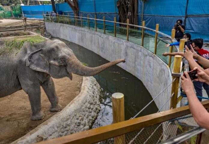 แห่อาลัย ‘มาลี’ ช้างที่โดดเดี่ยวที่สุดในโลก เสียชีวิตแล้วด้วยวัย 49 ปี