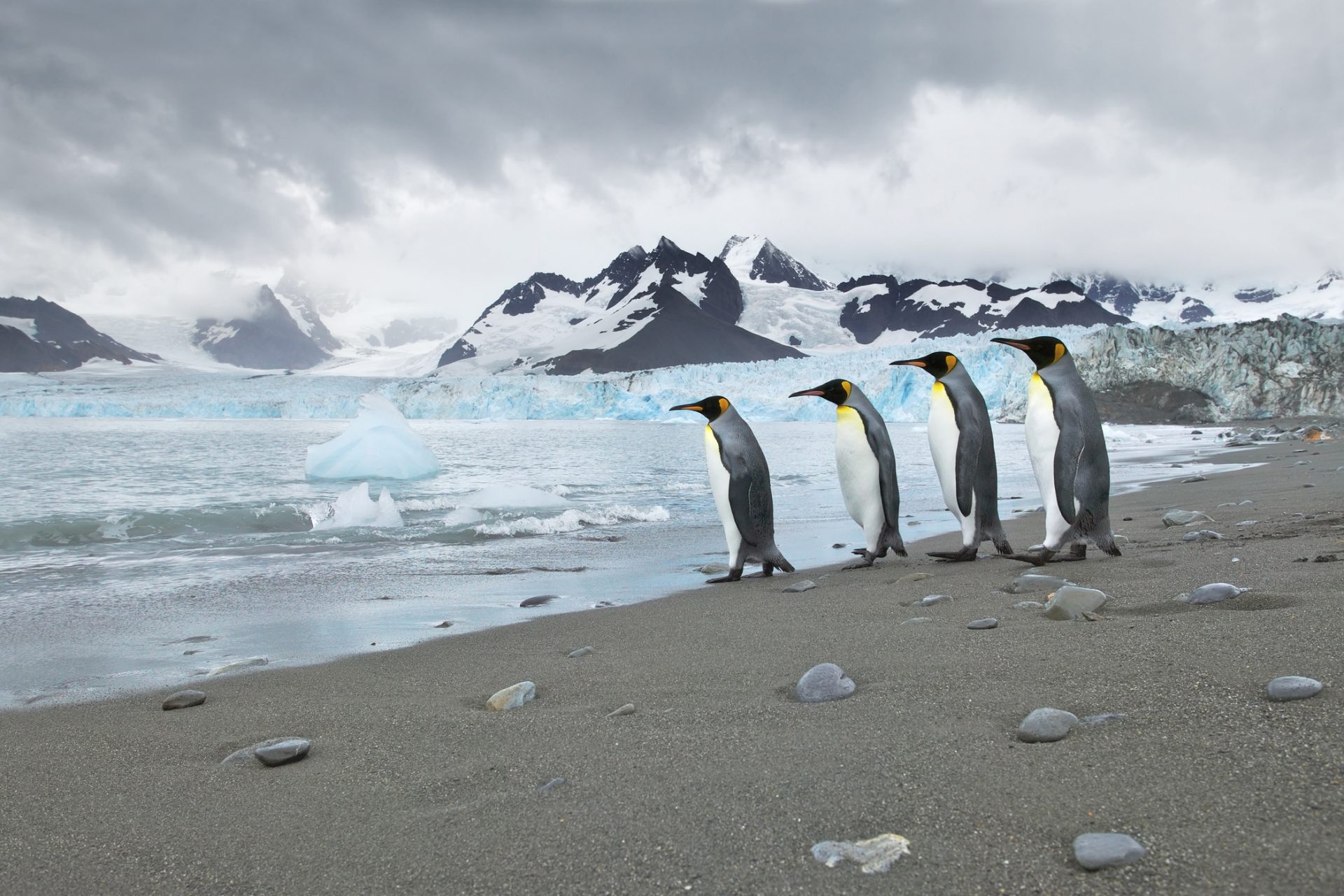 A really big iceberg is now wandering around in the ocean