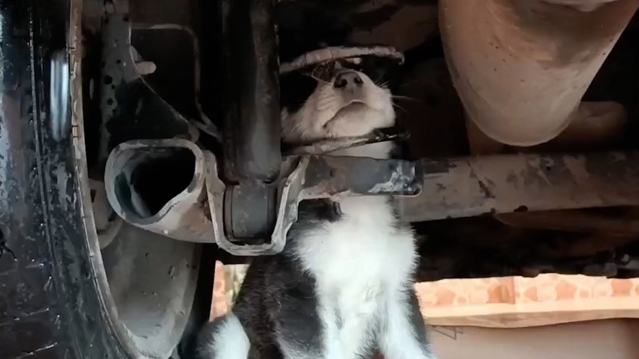 Watch Puppy Freed After Getting Head Stuck Under Car