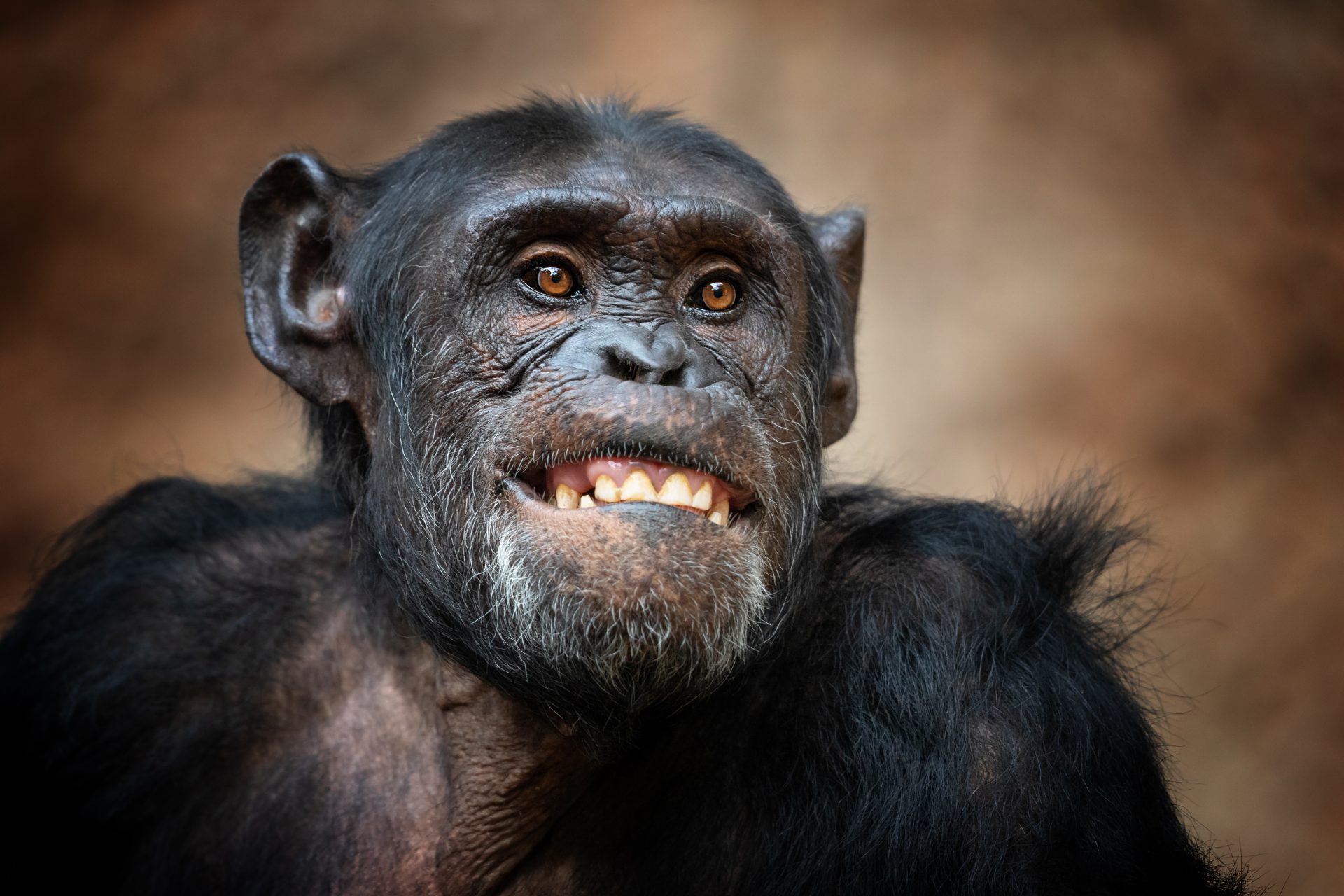 Researchers just discovered something weird about chimps and bonobos