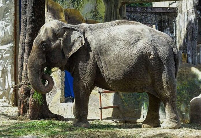 แห่อาลัย ‘มาลี’ ช้างที่โดดเดี่ยวที่สุดในโลก เสียชีวิตแล้วด้วยวัย 49 ปี