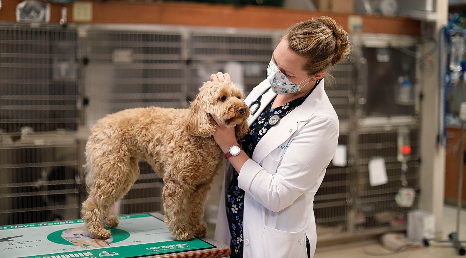 a big pet peeve: soaring costs of vet care bite into owners' budgets
