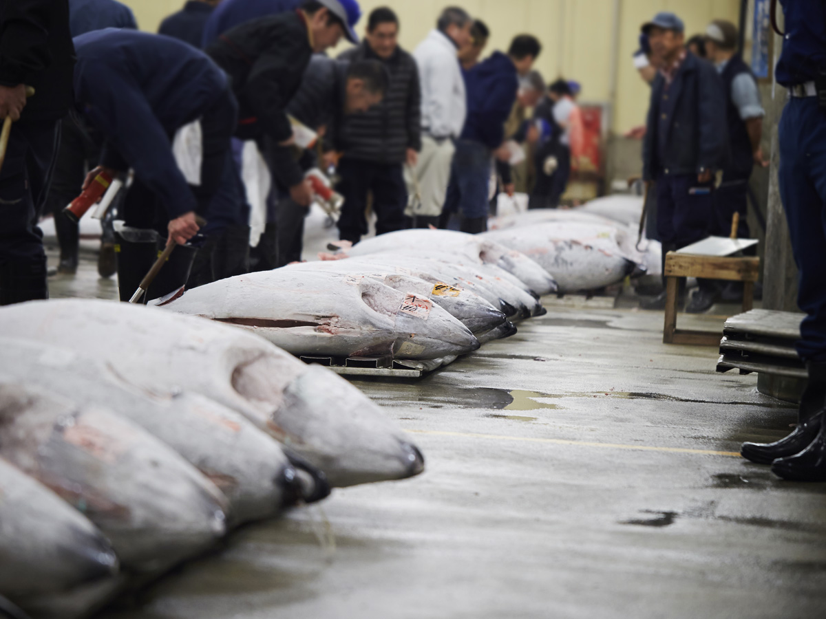 <p>The Tsukiji Tuna Fish Market is one of the biggest fish markets in the whole world, and it has some of the rarest fish on the planet. At first, it was open to anyone that was looking for some fresh dinner, but it hasn’t been easy keeping it open. The government decided to move the market to another location, but that location was polluted.</p> <p>After the pollution was cleaned up, it was officially moved to the new location. While it isn’t exactly secret, the tuna fish market itself has been blocked off to tourists and regular visitors. There are many surrounding shops that are still open to the public, but the tuna market itself is only open to certain individuals now.  </p>