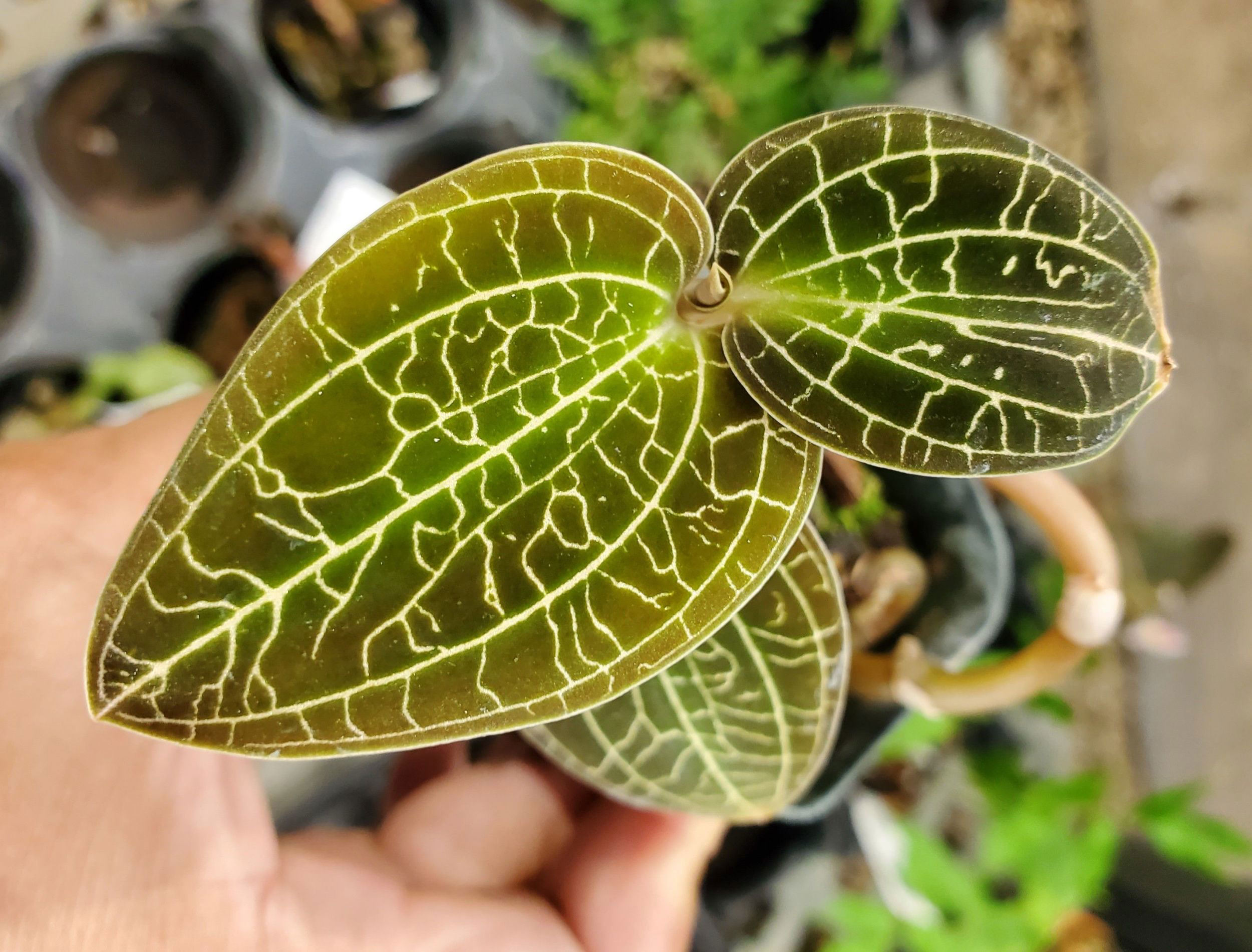 5 Top Care Tips For Your Jewel Orchid