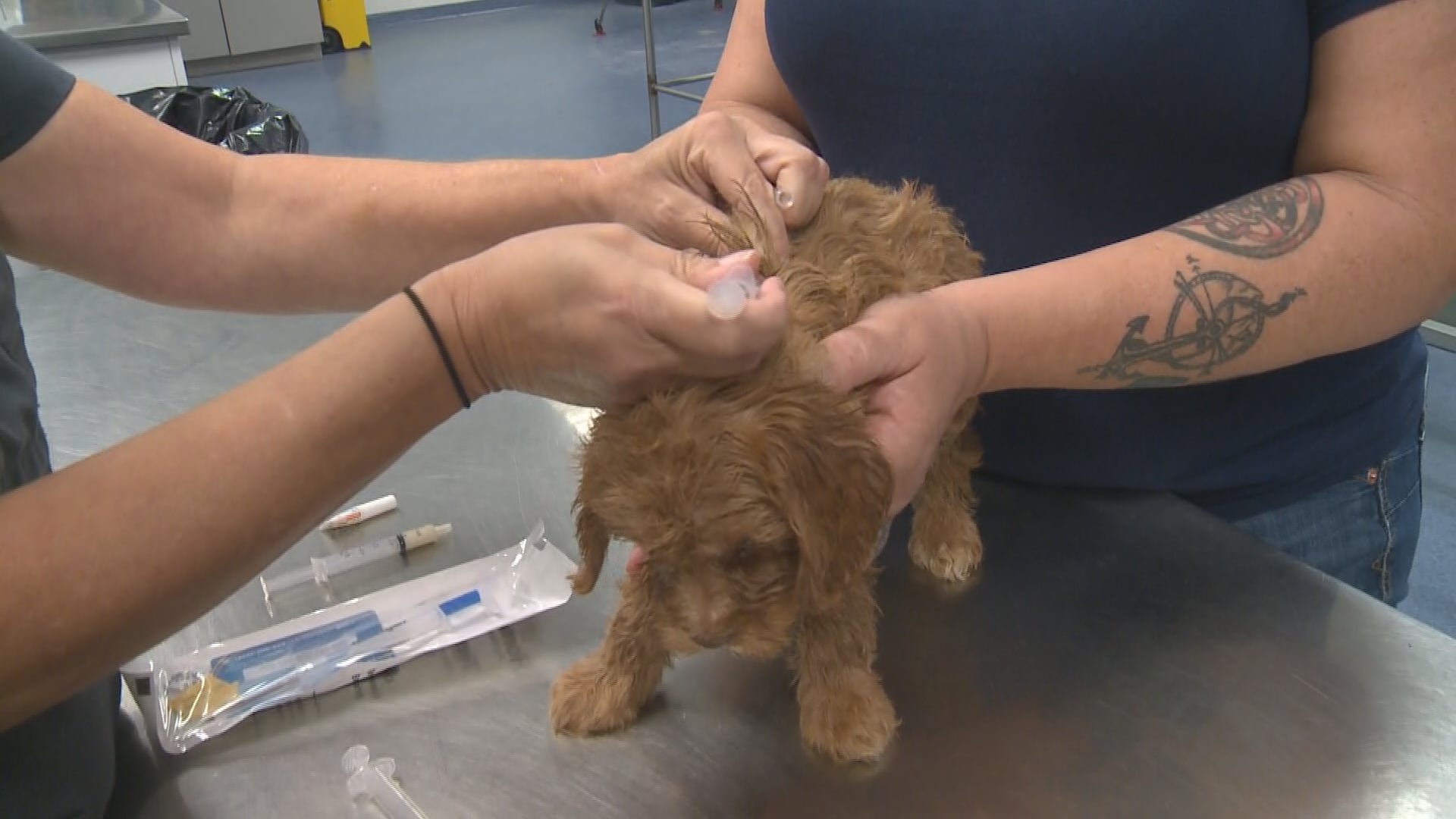 Mysterious Dog Illness Spreads Closer To Nashville