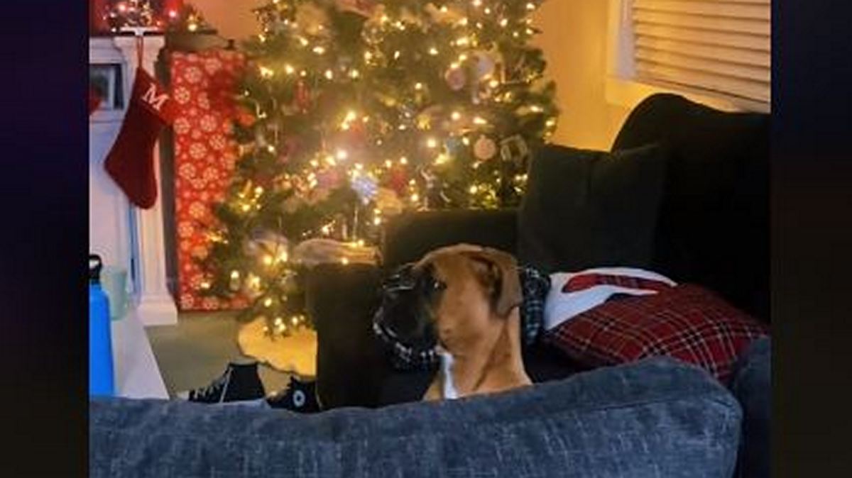αξιολάτρευτο βίντεο: η επική γκριμάτσα σκύλου που είδε το χριστουγεννιάτικο δέντρο στη θέση του κρεβατιού του