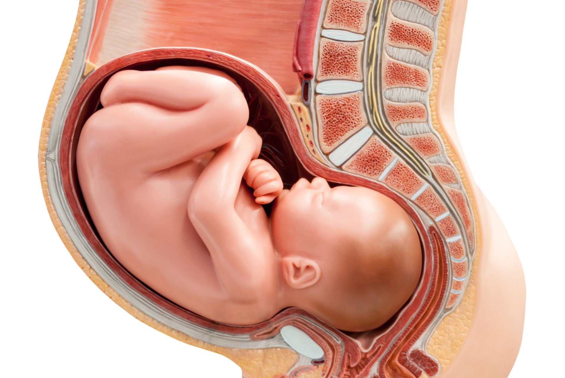 Крупный плод показания. Womb. How Baby takes Oxygen in the Womb.