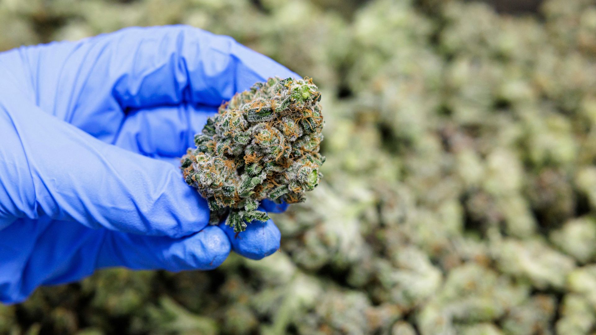cannabis-legalisierung: mindestens 125 menschen nach teillegalisierung aus haft entlassen