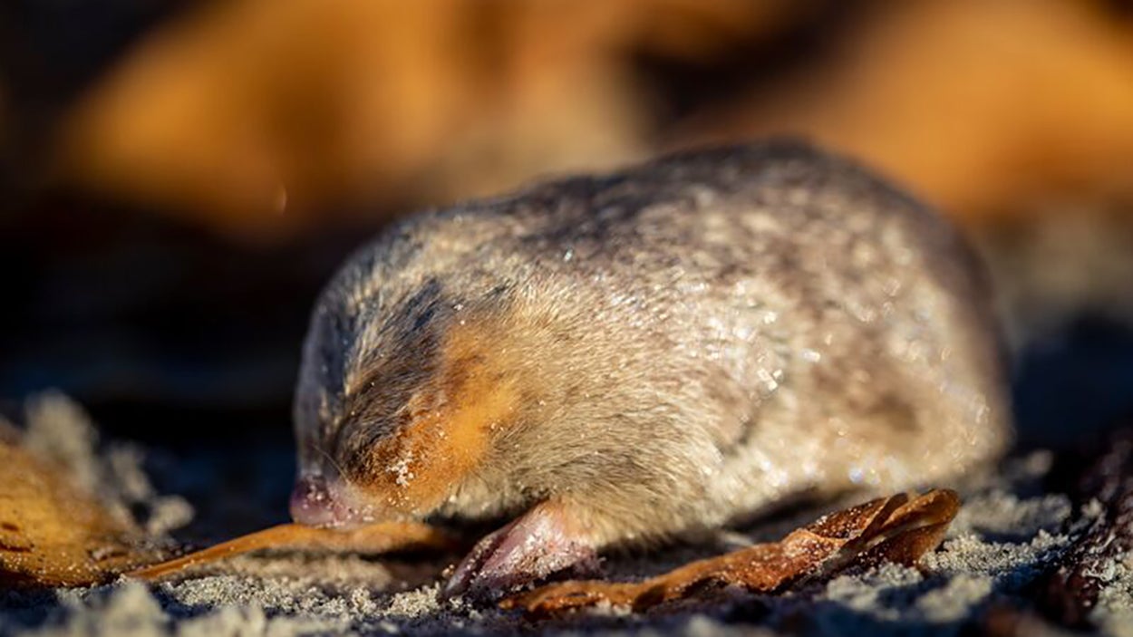 mole with super hearing thought to be extinct found on south african beach