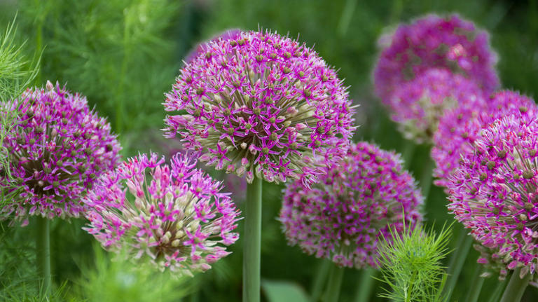 20 Beautiful Plants That Double As Natural Snake-Repellents